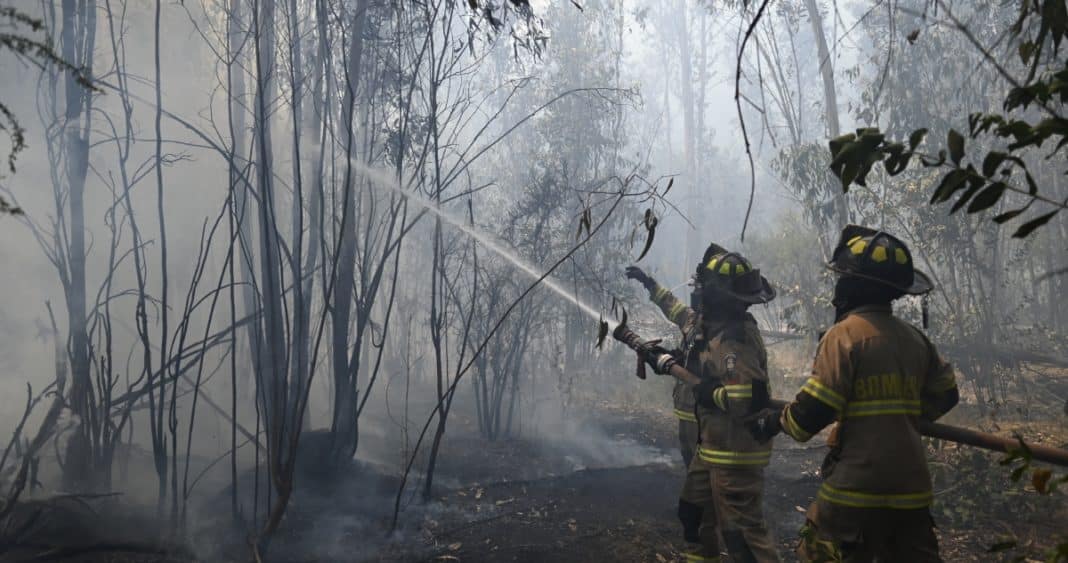 Devastadores Incendios Forestales Azotan la Región de Valparaíso: 350 Hectáreas Arrasadas y 4 Detenidos