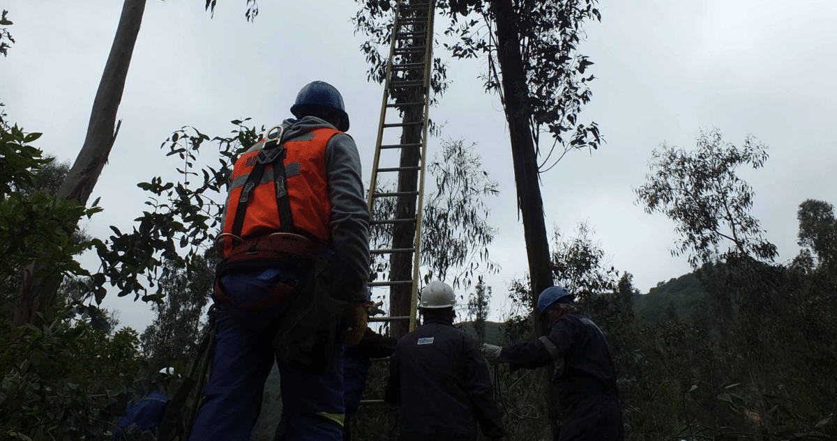 Histórica Multa y Reforestación: Comunidad Indígena y Empresa Forestal Sancionadas por Explotación Ilegal de Bosque Nativo en Chiloé