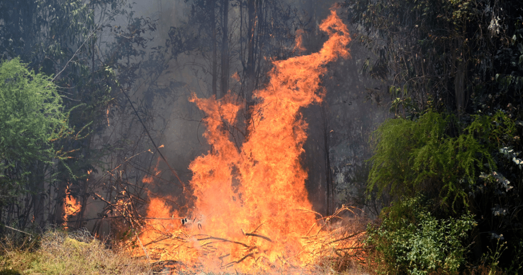 Incendio Forestal en Quilpué: 300 Hectáreas Consumidas y Combate Continuo