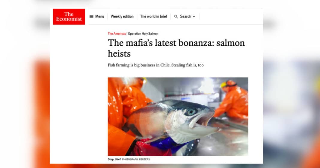 La Mafia del Salmón: Cómo las Bandas Criminales Están Saqueando la Industria Pesquera de Chile