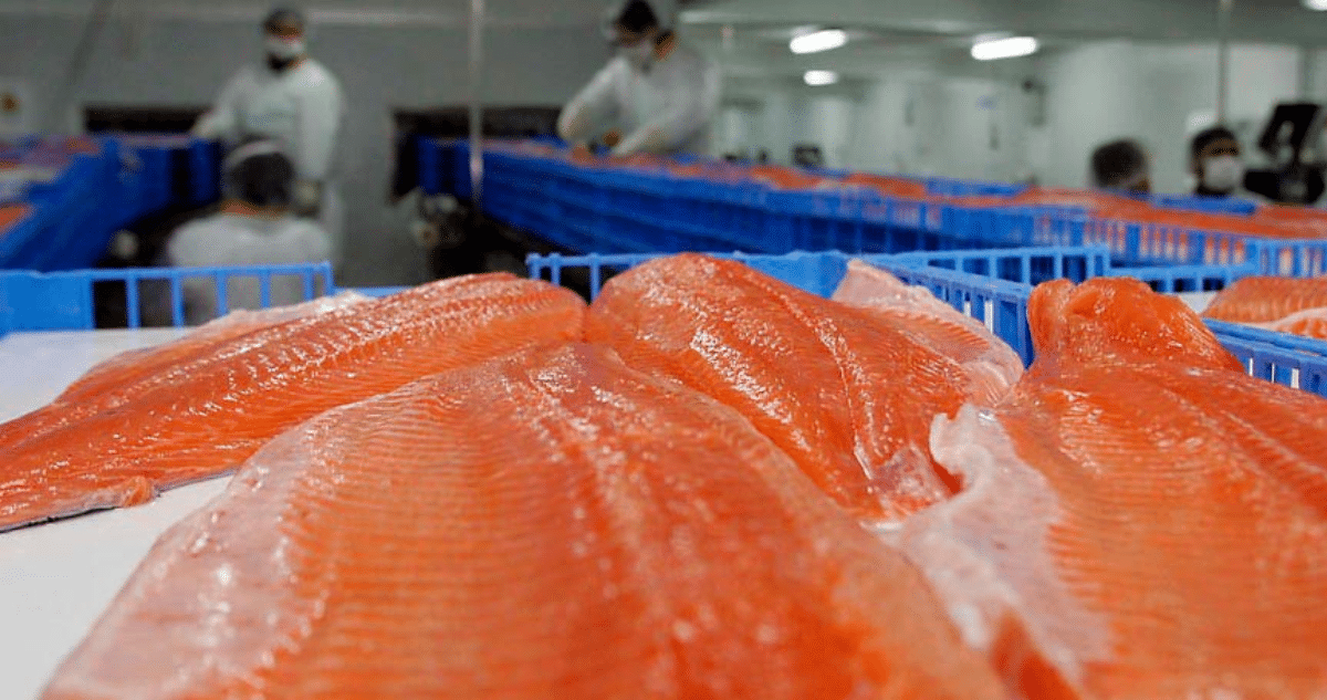 Salmón Chileno: Desafíos y Oportunidades en la Industria Exportadora