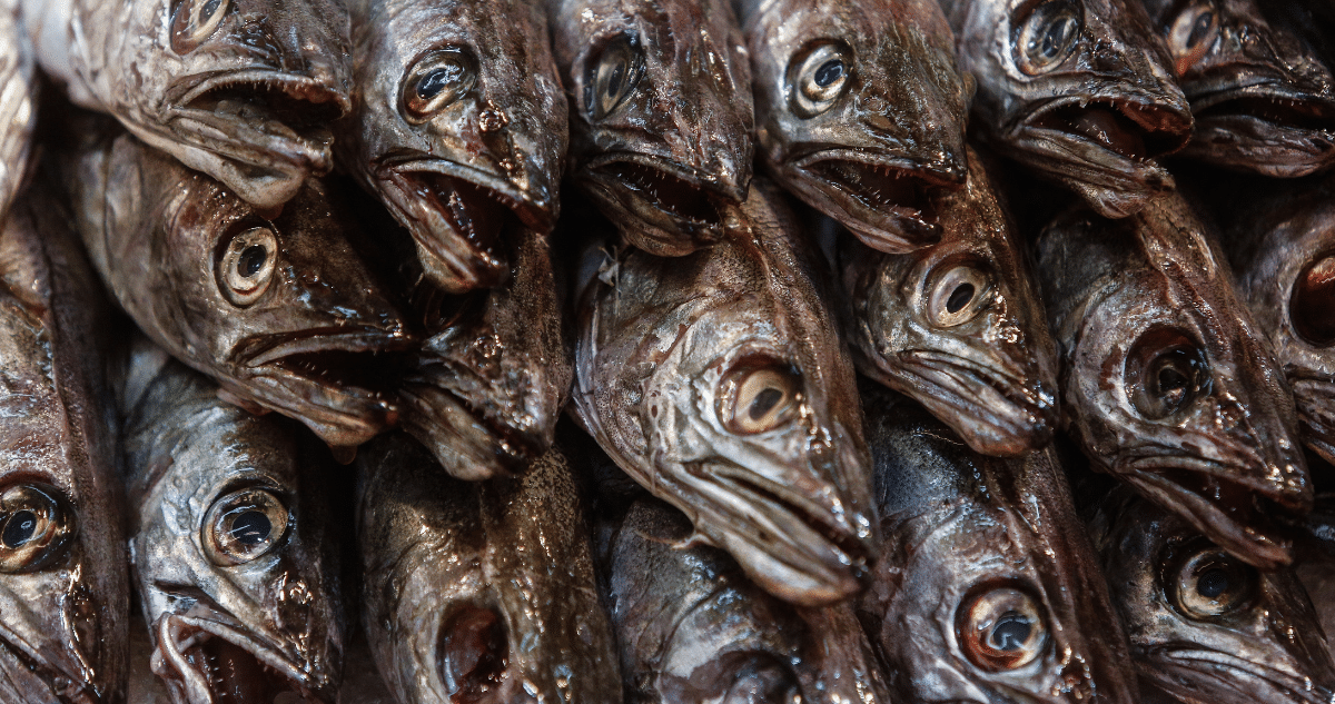 Sernapesca Intercepta Más de 3 Toneladas de Pescado Ilegal en la Región de Los Ríos