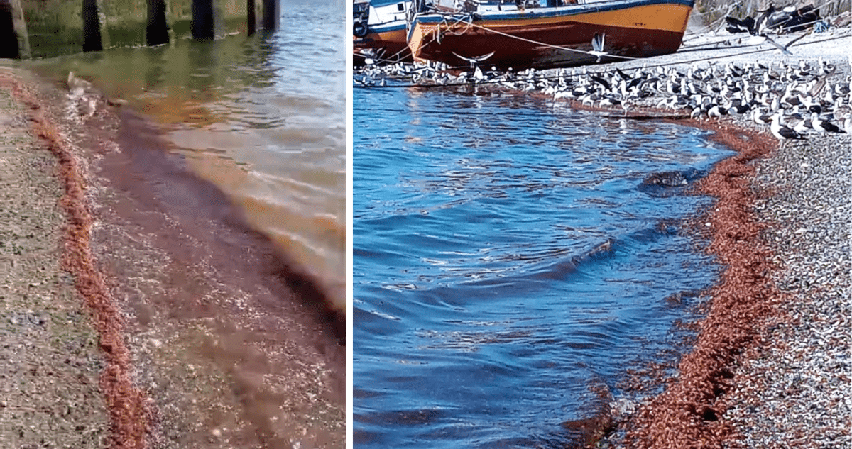 Alerta en Calbuco: Varamiento Masivo de Pequeños Langostinos Rojizos en Playa La Vega