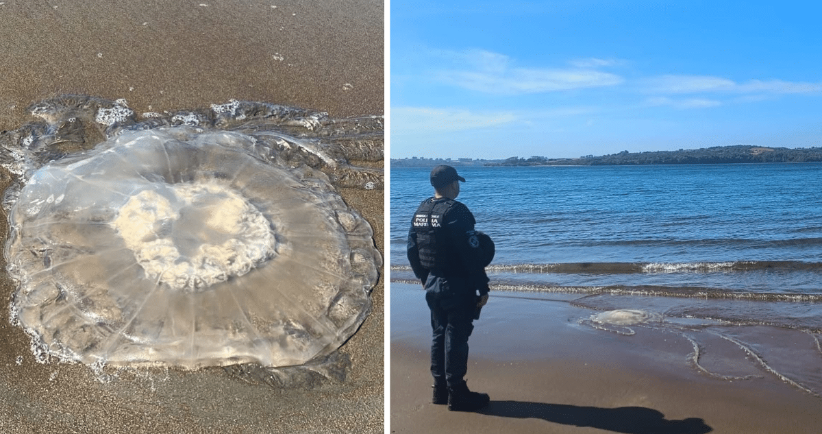 Alerta por Invasión de Medusas en Playa de Península de Lacuy: Precauciones Esenciales