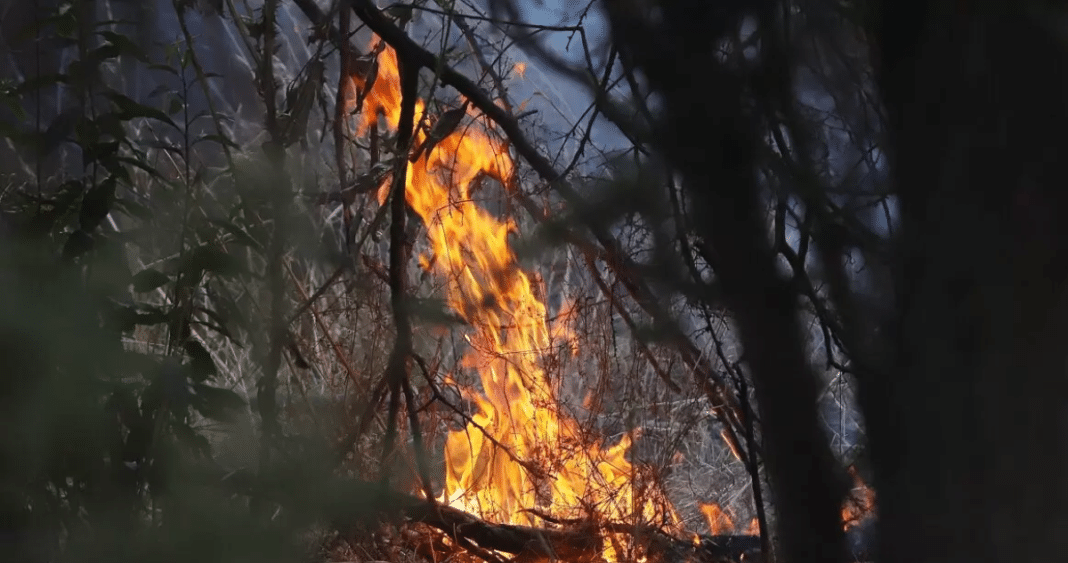 Comunas del Bío Bío Enfrentan Desafíos en Preparación para Temporada de Incendios Forestales