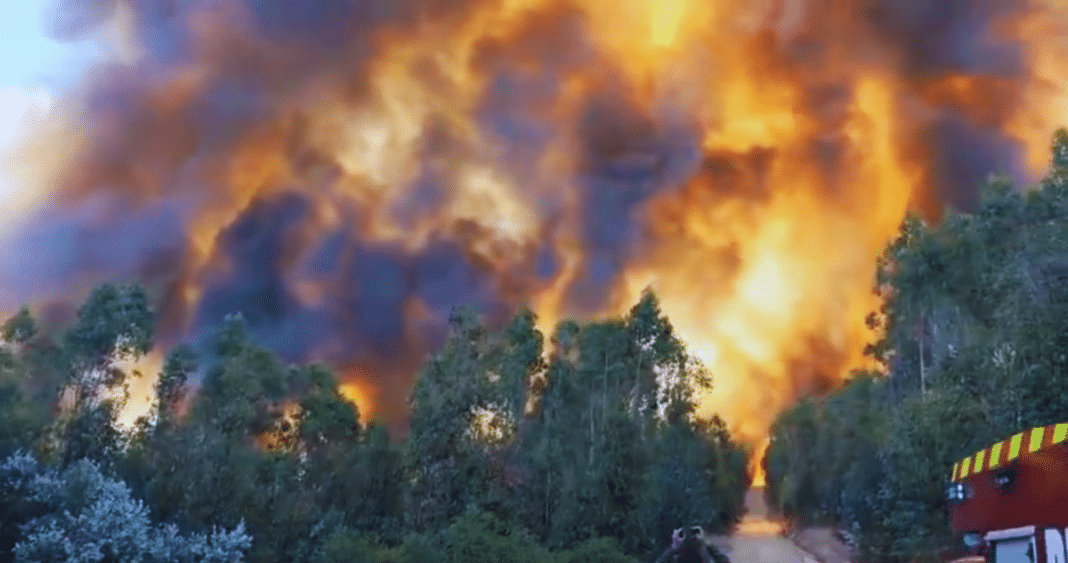 Devastador Incendio Forestal Azota la Región del Ñuble