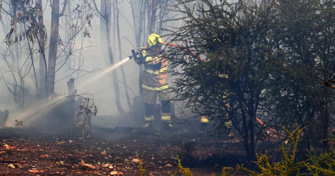 Devastador Incendio Forestal en Til Til: 300 Evacuados y Más de 200 Hectáreas Arrasadas