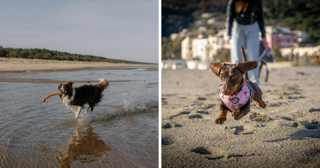 5 Consejos Clave para Llevar a Tus Mascotas a la Playa con Seguridad