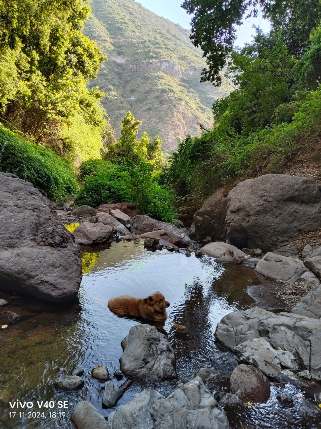 Captura Momentos Inolvidables este Verano con el Potente V40SE de vivo Smartphone