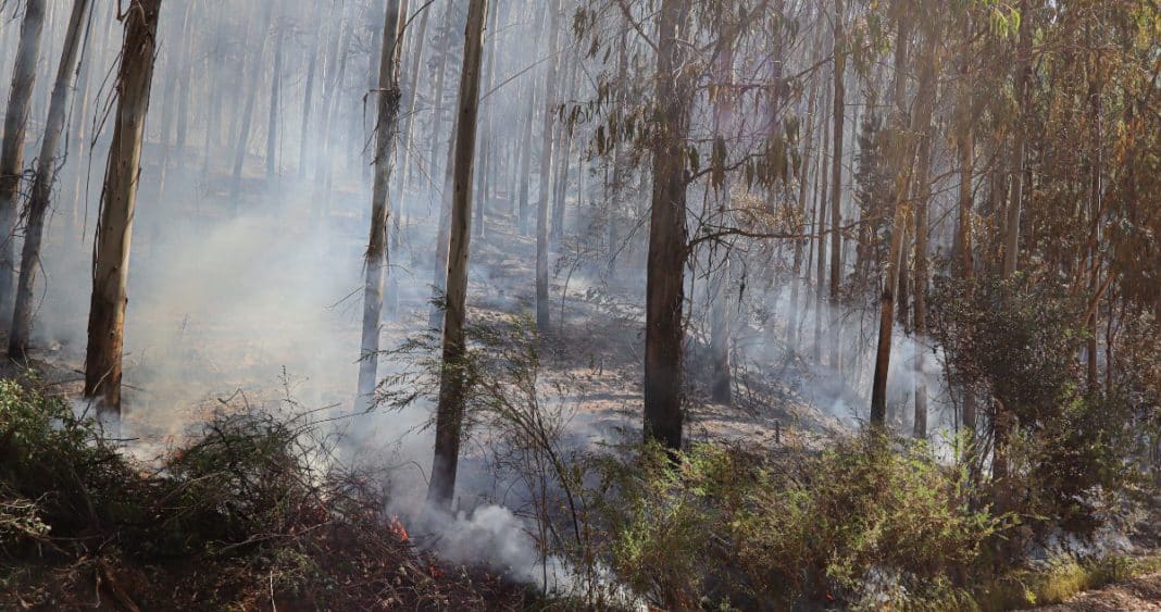 Combate Incansable Contra el Fuego: Más de 1,600 Hectáreas Devastadas en San Javier