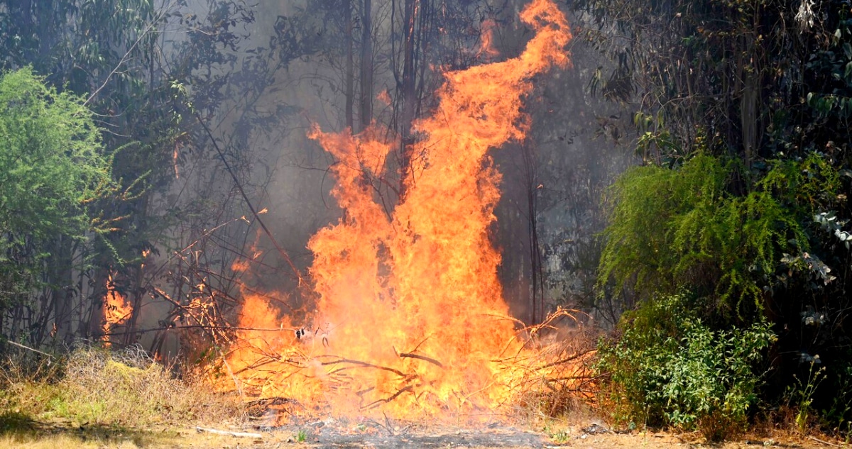 Devastador Incendio Forestal Azota Pelequén: Autoridades Luchan por Controlar el Fuego