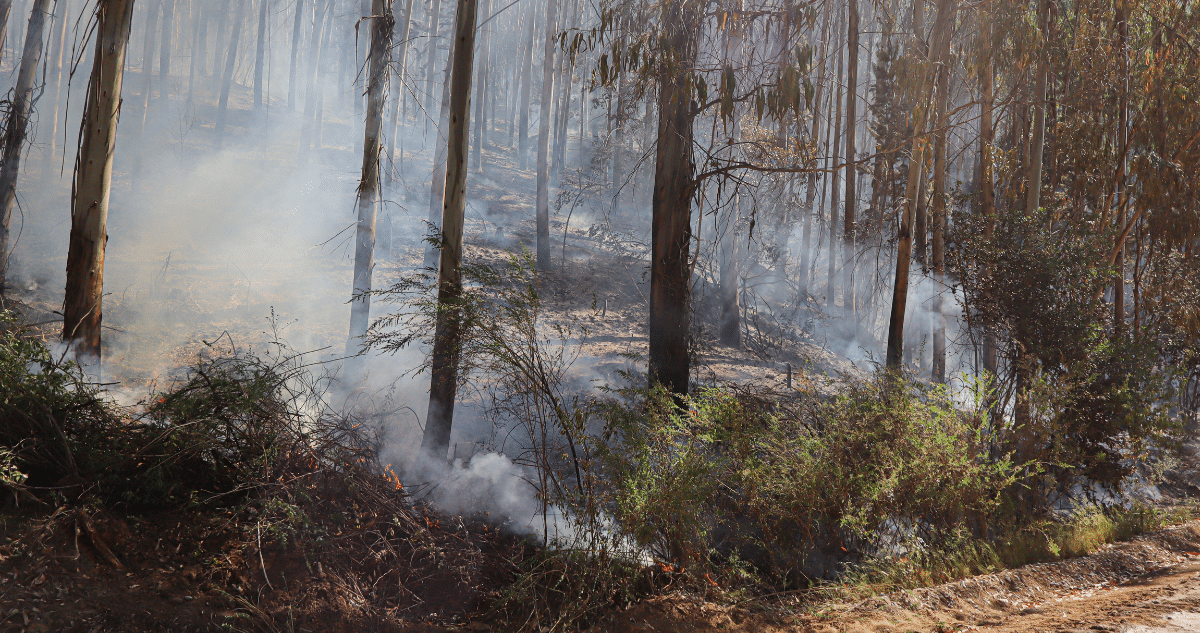 Enfrentando los Incendios Intencionales en La Araucanía: 6 Detenidos y Medidas Urgentes