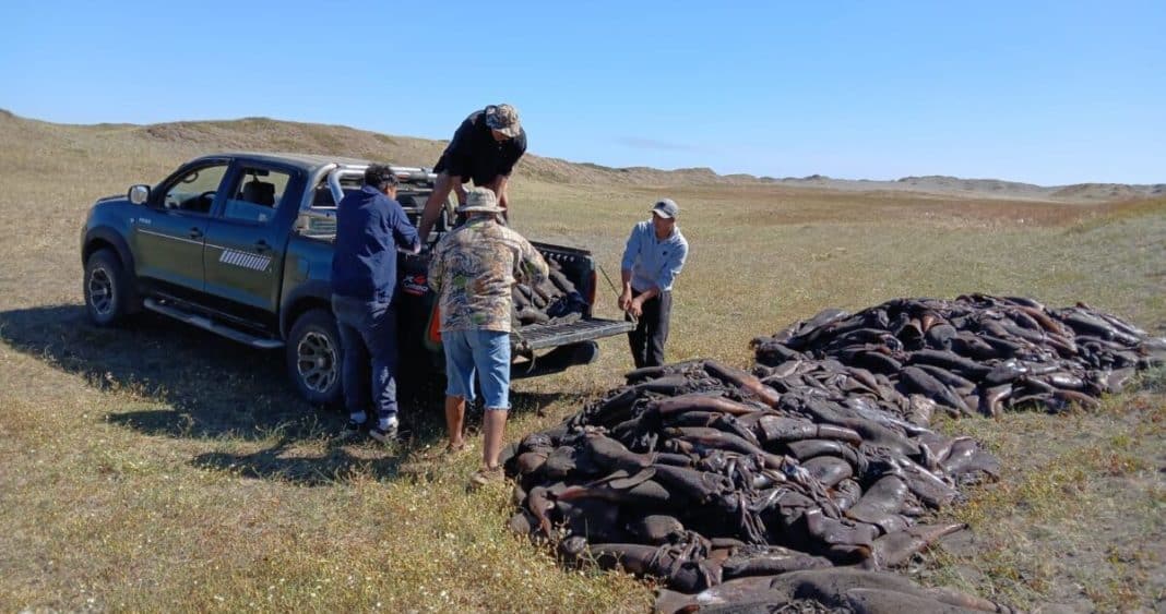 Fenómeno Marino Sorprende a la Región del Bío Bío: Varazón Masiva de Especies y Muertes de Aves