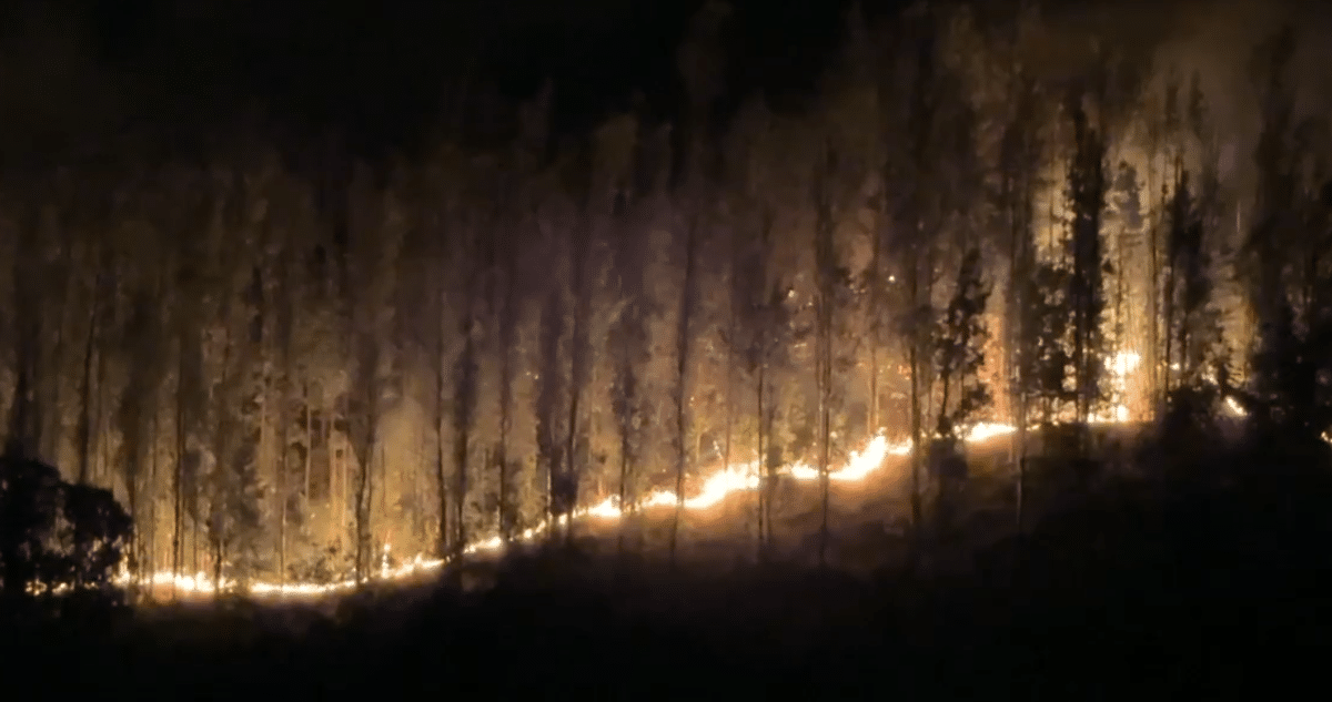 Mujer Detenida por Incendio Forestal Mortal en Los Sauces