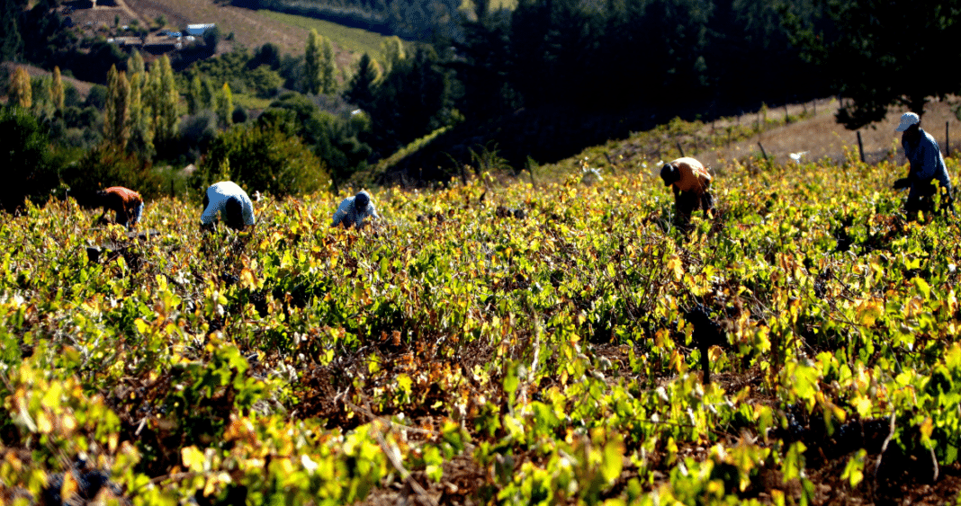 Protección Integral de Cultivos Frutales: Estrategias Innovadoras en la Región de Los Ríos