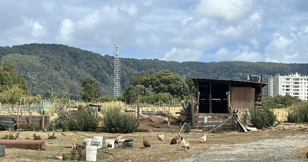 Valdivia: Comunidad Mapuche Exige Reconocimiento de Tierras Ancestrales