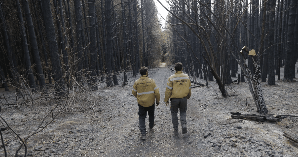 Alerta en la Patagonia: Mega Incendio Amenaza Cruzar a Chile