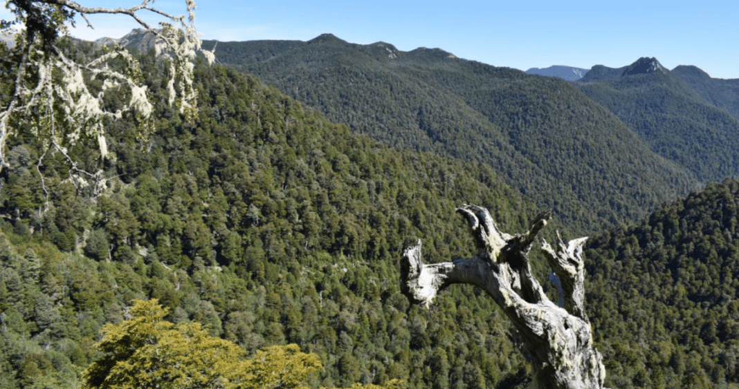 Desaparición Misteriosa en el Parque Nacional Alerce Costero: Guía y Adultos Mayores Perdidos