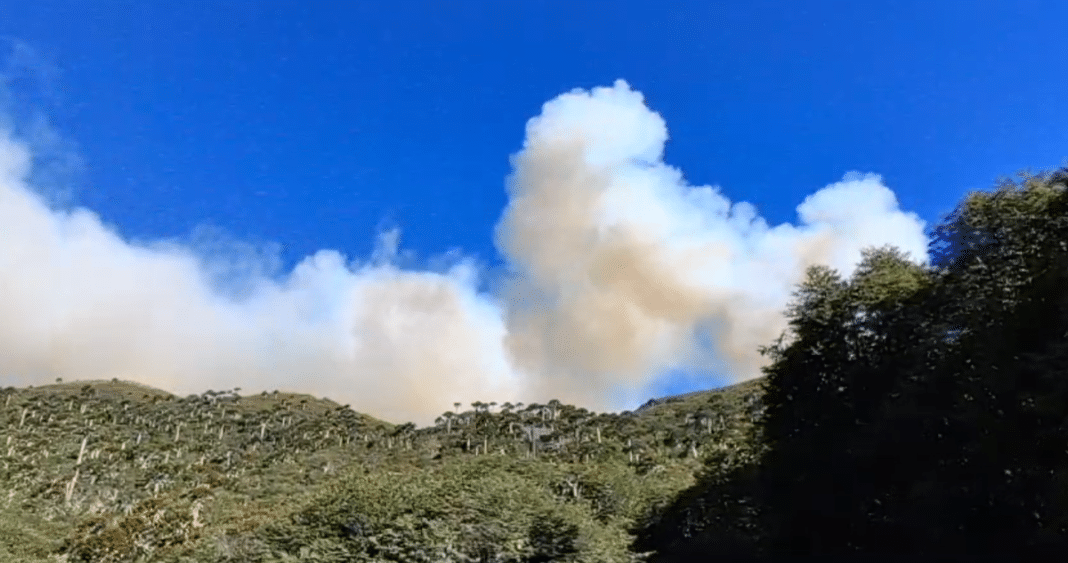 Devastador Incendio en la Patagonia Argentina: Bosques Milenarios Reducidos a Cenizas