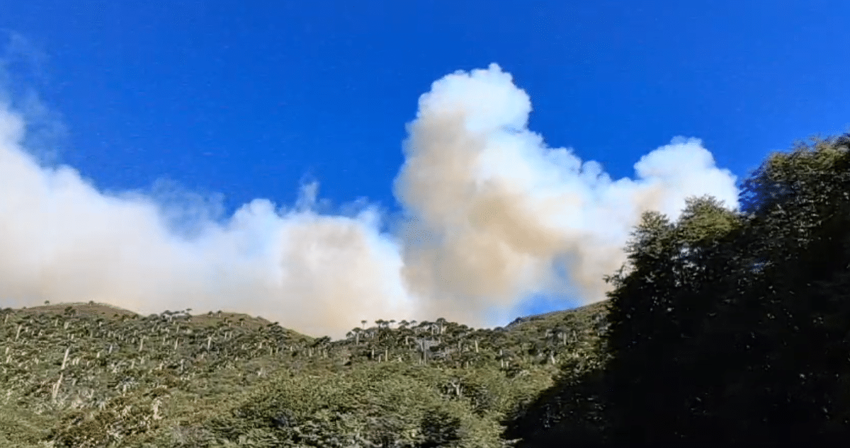 Devastador Incendio en la Patagonia Argentina: Bosques Milenarios Reducidos a Cenizas