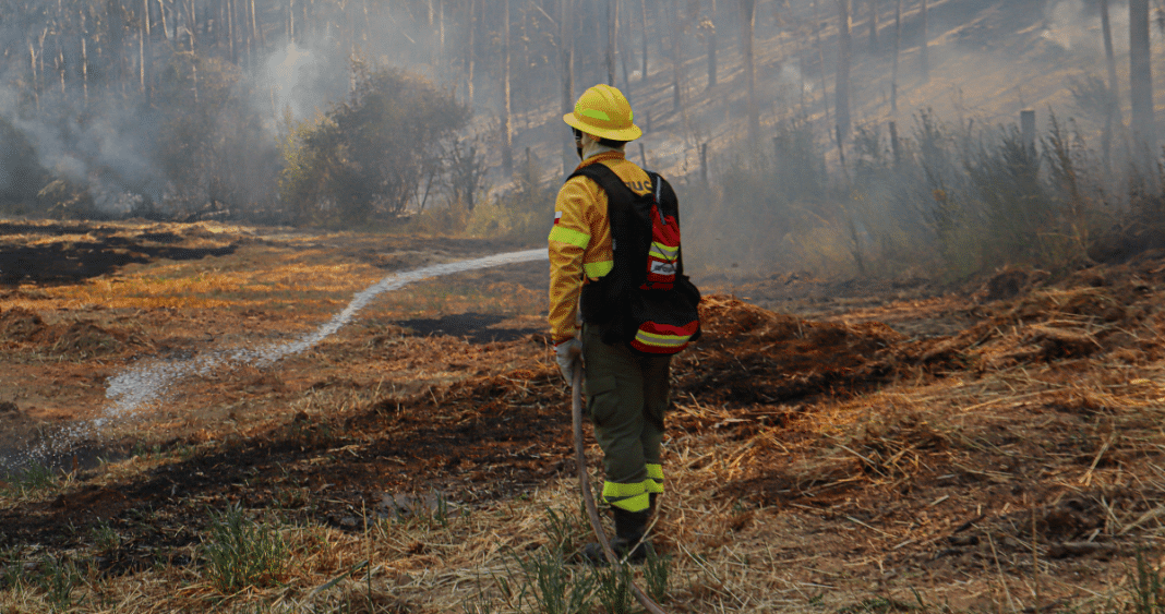 Emergencia en Chillán: Alerta Roja por Incendio Forestal Descontrolado