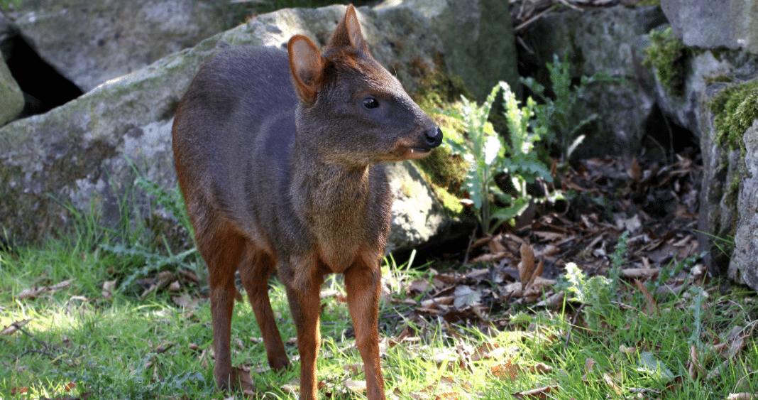 Iniciativa Integral para Proteger al Pudú: Uniendo Esfuerzos en Chiloé