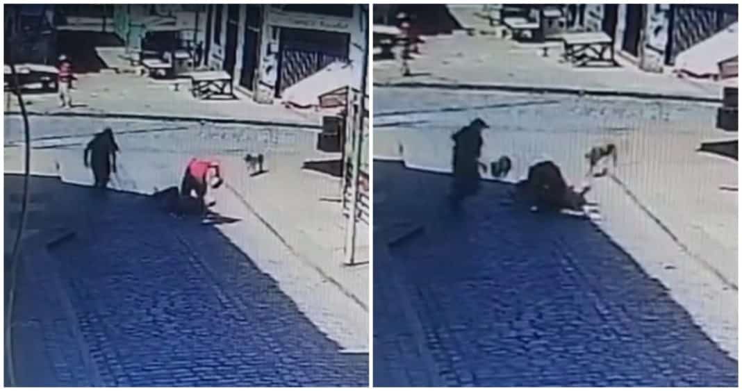 Perros Heroicos Detienen a Ladrón que Atacaba a Turista Japonés en Valparaíso