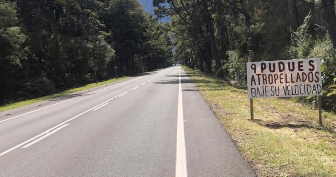 Protegiendo a los Pudúes: Soluciones Innovadoras para Evitar Atropellos en Carreteras de Petrohué