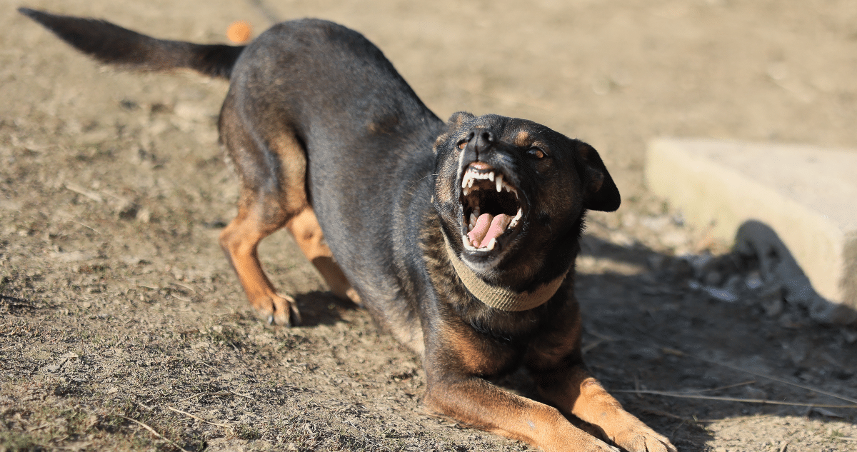 Trágica Muerte en La Serena: Hombre Fallece Tras Ataque de Perros Rottweiler Durante Intento de Robo