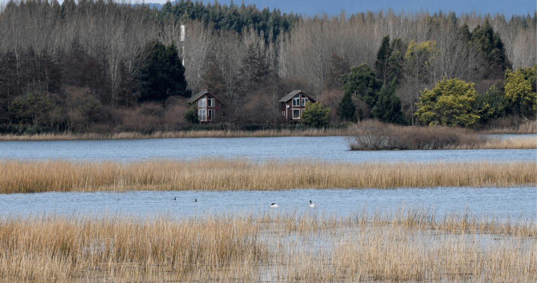 Valdivia, la Ciudad Humedal que se abre al mundo