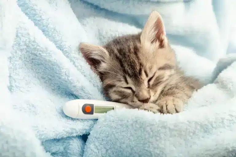 Cómo Detectar y Tratar la Fiebre en Gatos: Una Guía Completa