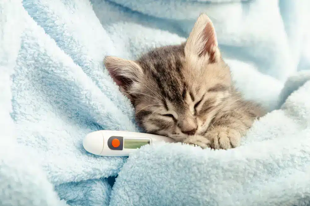 Cómo Detectar y Tratar la Fiebre en Gatos: Una Guía Completa