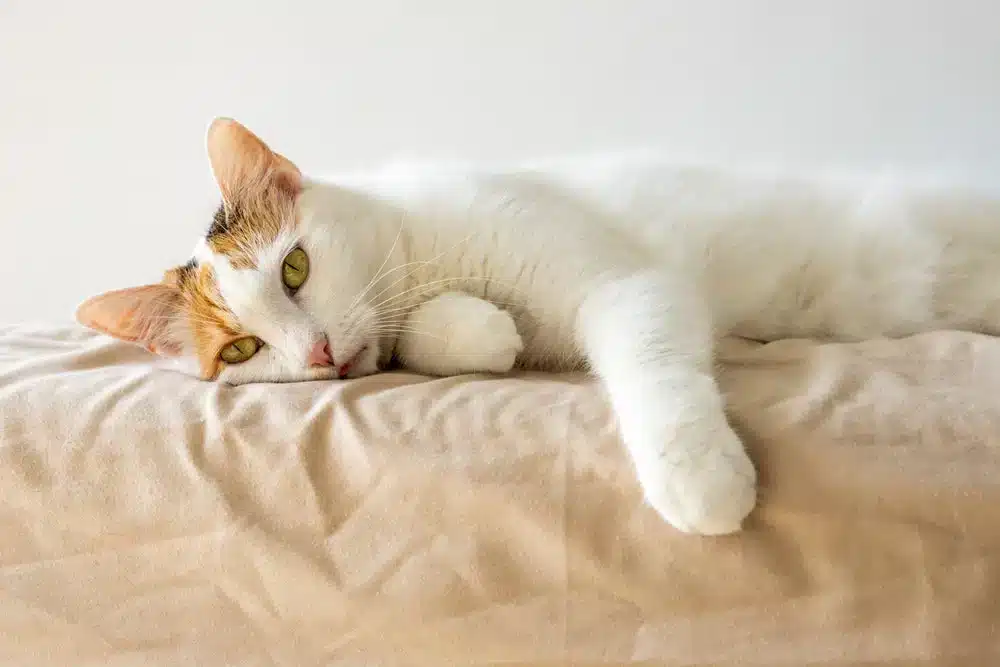 Descubriendo el Misterio del Resfriado Felino: Todo lo que Debes Saber Sobre la Gripe de los Gatos