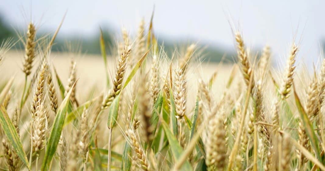 Araucanía: Aumento de Producción de Trigo Desafía Pérdida de Tierras de Cultivo