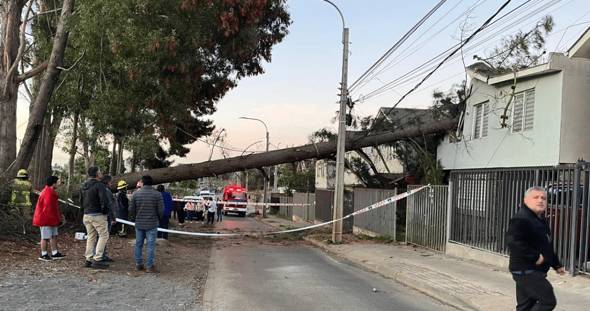 Árbol Gigante Cae Sobre Casas en Temuco: Peligrosa Tala Ilegal