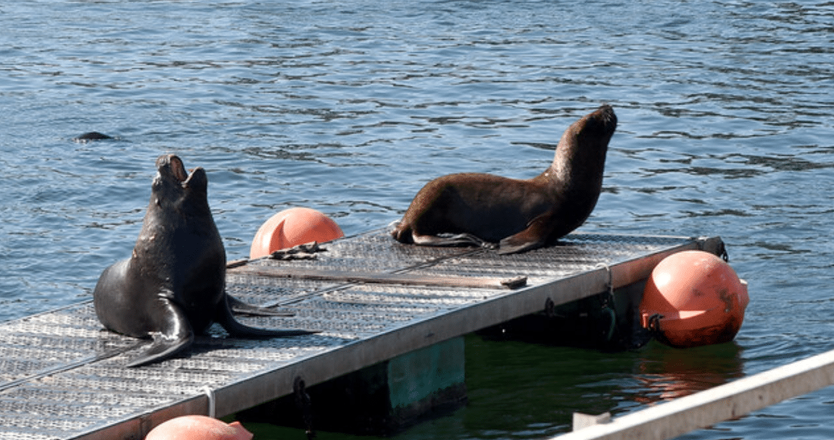 Colaboración Chileno-China: Soluciones Innovadoras para la Sobrepoblación de Lobos Marinos