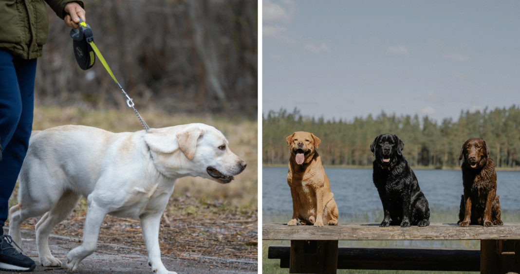 Descubren Genes Clave en la Obesidad Canina y Humana: Nuevos Hallazgos Revelan Conexiones Sorprendentes