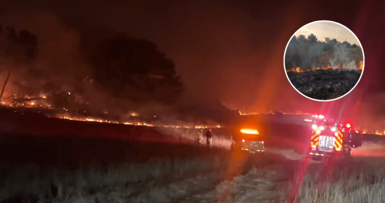 Devastador Incendio Forestal Azota el Parque Tumbes de Talcahuano