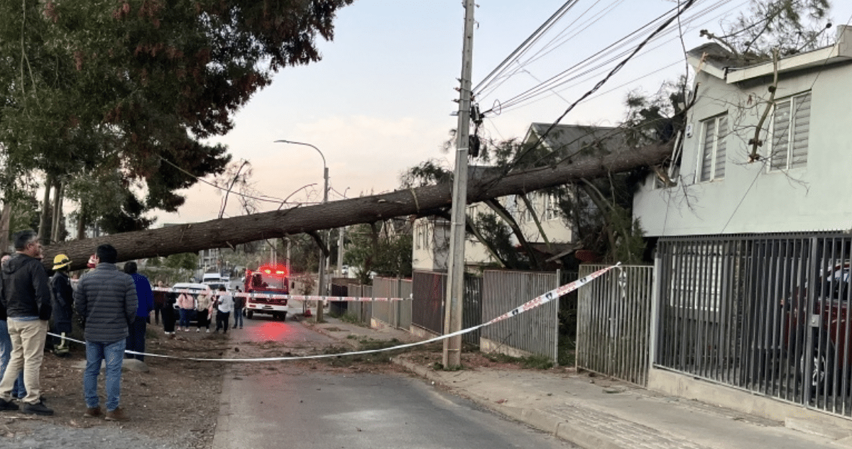 Empresa Multada por Tala Negligente de Árbol que Causó Daños en Temuco