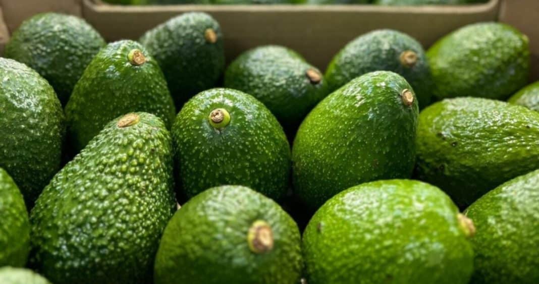 La Batalla por el Dominio del Mercado de la Palta: Perú y Chile Compiten por el Liderazgo Global