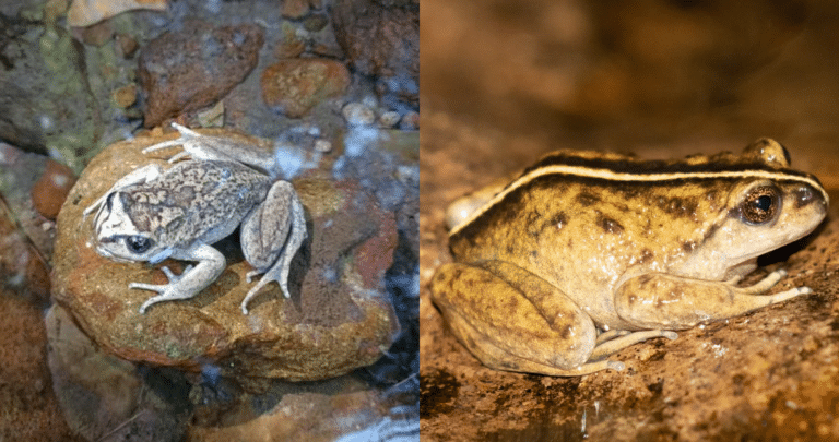 Redescubren a la Misteriosa Ranita de Pecho Espinoso de Malleco: Una Historia de Supervivencia en La Araucanía