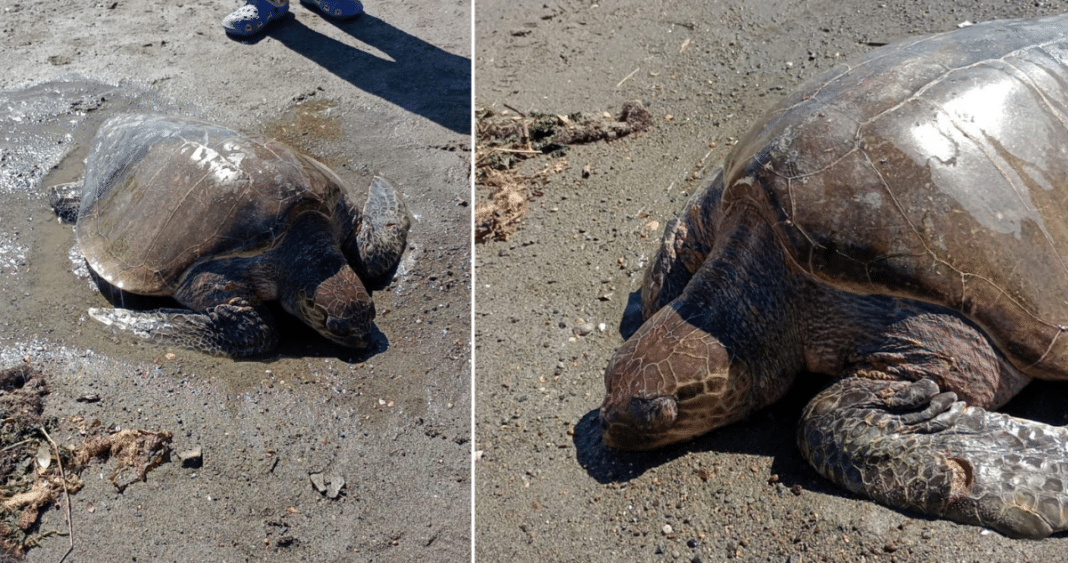 Rescate de una Tortuga Marina Herida y Deshidratada en el Río Pudeto de Ancud