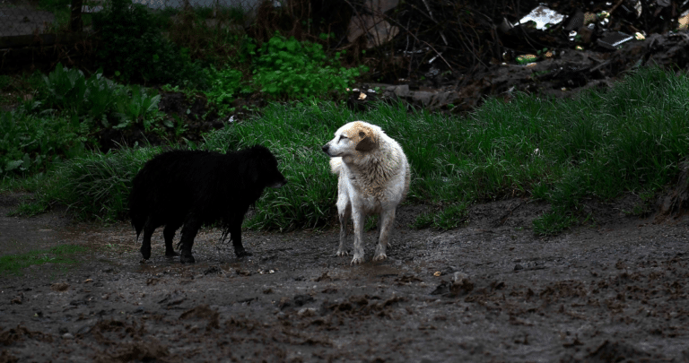 Rescate y Rehabilitación de Mascotas Afectadas por Incendios Forestales en Santa Juana