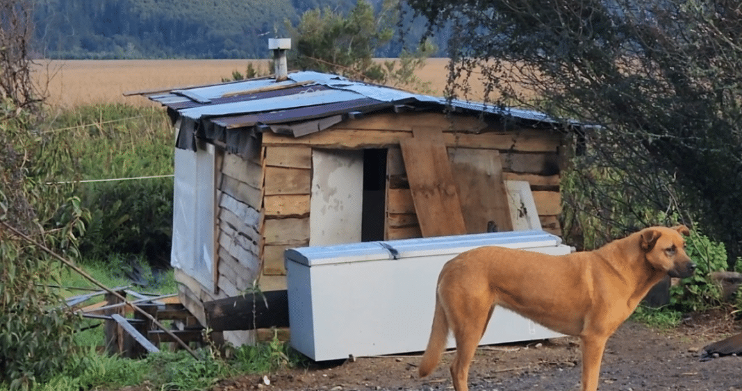 Revelaciones de la Contraloría: Incumplimientos en la Protección de Humedales Urbanos en Valdivia y Los Lagos