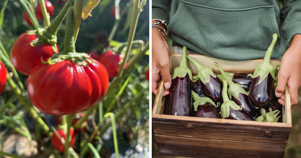 Revolucionando el Cultivo: Descubren Genes que Permiten Obtener Tomates y Berenjenas Más Grandes y Sabrosas