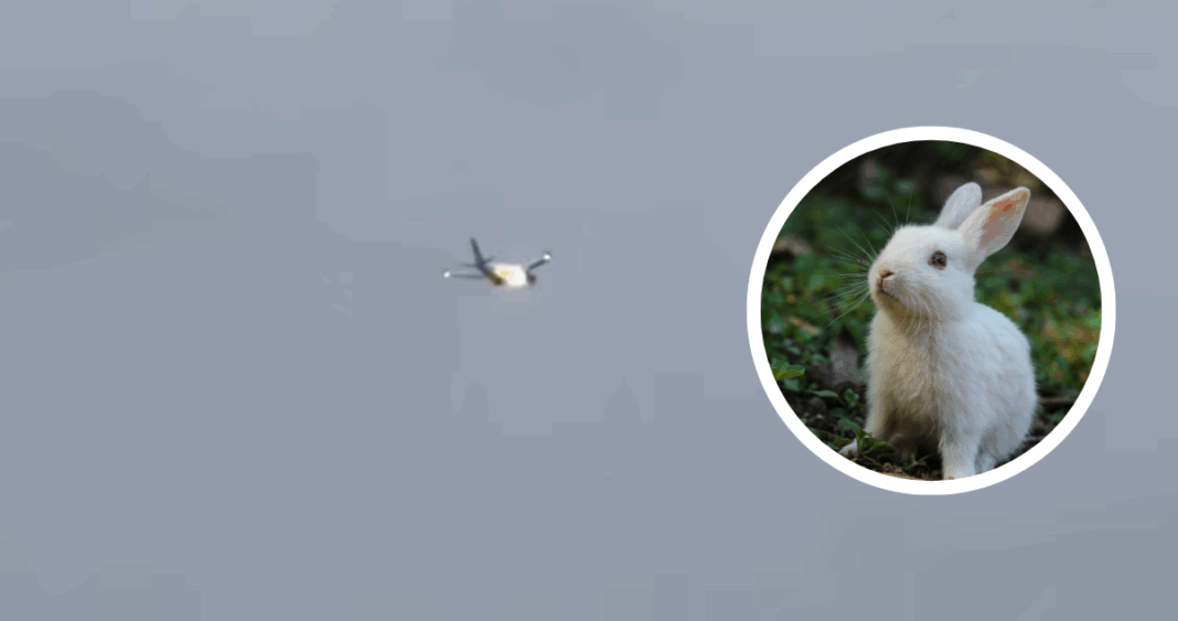 Aterrizaje de Emergencia de Avión tras Colisión con Conejo: Una Situación Más Común de lo que Parece