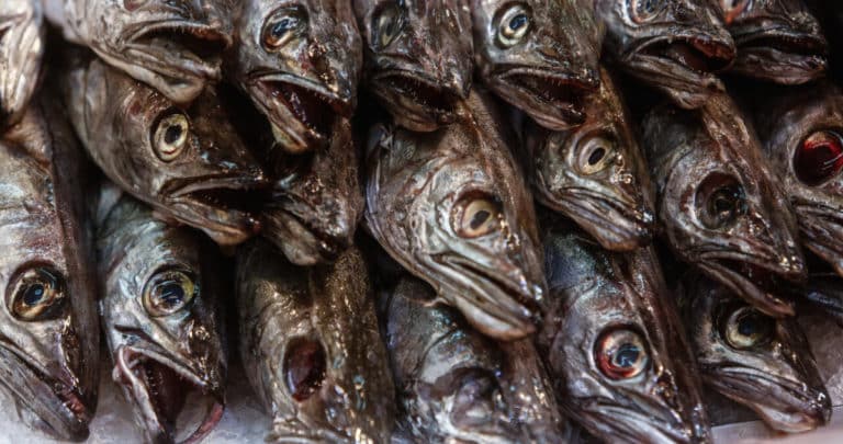 Descubre los Pescados Más Seguros y Nutritivos: Evita los Riesgos del Mercurio y Elige Sabiamente