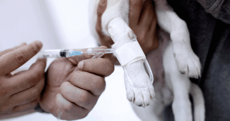 Desenmascarando al Falso Veterinario: Cómo Denunciar el Ejercicio Ilegal de la Profesión