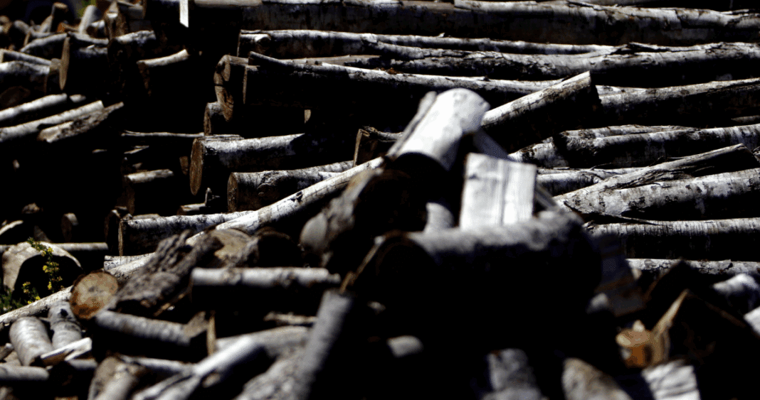 Detenido por Robo Forestal: Incautan Madera Avaluada en  Millones en La Unión