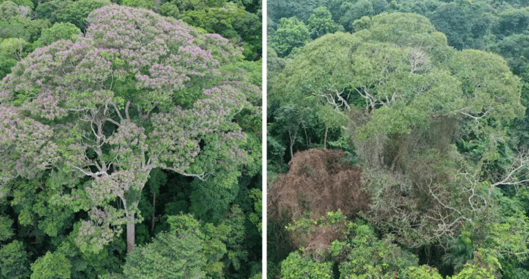 El Choibá: El Árbol Pararrayos que Transforma el Peligro en Oportunidad